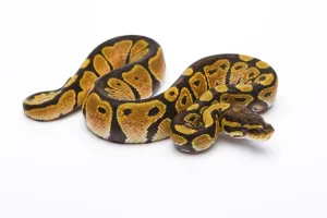 Python Regius Prints: Royal python (Python regius) Black Head Spider Het Ghost Possible Het Albino