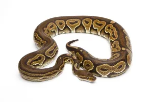 Wild Animal Breeding Prints: Royal Python (Python regius), Black Pastel