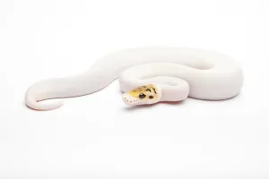 Constrictor Snake Species Prints: Royal Python (Python regius), Bumble Bee Piebald