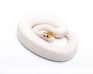 Royal Python Prints: Royal Python (Python regius), Bumble Bee Piebald