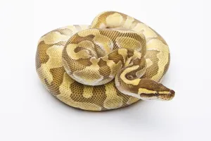 Studio Background Photos Prints: Royal Python (Python regius), Butter Enchi