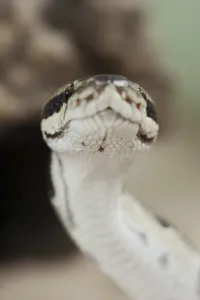 Python Regius Prints: Royal python (Python regius), captive