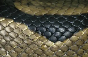 Wild Animal Macro Shots Prints: Royal Python (python regius), Close Up of Skin