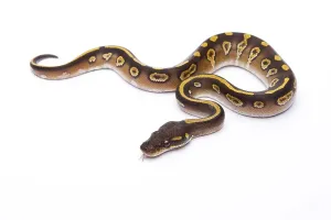 Deserted Studio Background Image Prints: Royal Python (Python regius), Mojave Black Head