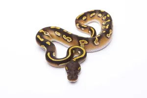 No People Studio Photography Prints: Royal Python (Python regius), Mojave Black Head