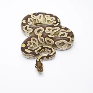 Snake Species Prints: Royal Python (Python regius), Mojave Razor