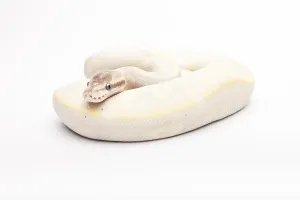 Royal Python Prints: Royal Python (Python regius), Opal Diamond