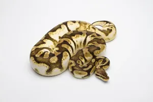 Austrian Fauna Photos Prints: Royal python (Python regius), Pastel Sugar