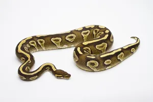 Serpentes Images Prints: Royal python (Python regius), Phantom Yellow Belly