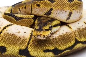 Austrian Wildlife Fauna Prints: Royal Python (Python regius), Spider