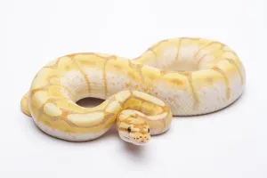 Scaled Reptiles Europe Prints: Royal python (Python regius), Spider CG