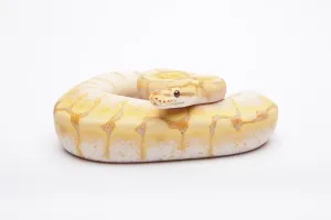 Royal python (Python regius), Spider CG