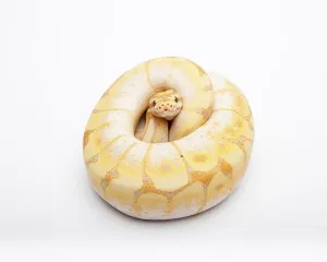 Royal Python Prints: Royal python (Python regius), Spider CG