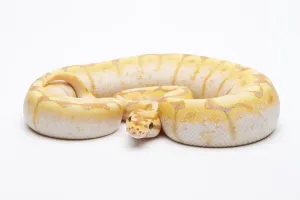 Royal Python Print, Male Spider Pattern