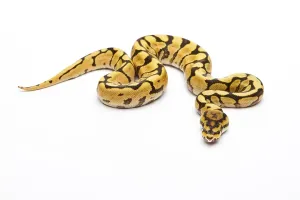 Royal python (Python regius) Spider Phantom Yellow Belly