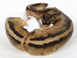 Royal Python Prints: Royal python (Python regius), spotted