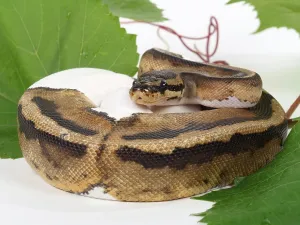 Royal Python Prints: Royal python (Python regius), spotted