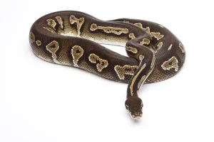 Framed Print : Royal Python Print - Super Black Head Framed Print : Royal Python Print - Super Black Head