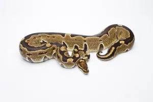 Reptilia Species Prints: Royal Python (Python regius), Super Razor