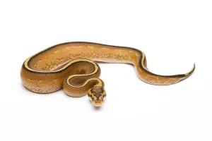 Royal Python (Python regius), Super Stripe
