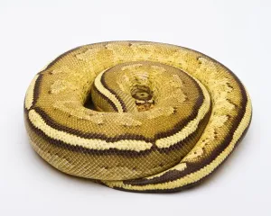 Royal python (Python regius), Superstripe