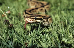 Royal Python Prints: Royal Python (python regius) with Tongue out