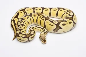Royal Python (Python regius), Vanilla Super Pastel