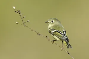 Songbird Photography USA Prints: Ruby-crowned Kinglet (Regulus calendula)