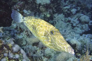 Atlantic Ocean Sea Creatures Prints: Script filefish (Aluterus scriptus)
