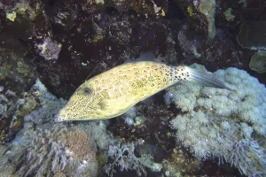 Underwater World Marine Life Prints: Script filefish (Aluterus scriptus)