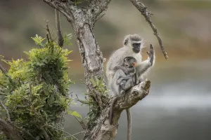 No People Nature Park Prints: Security (Cercopithecus)