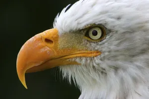 Animal Head Shots Prints: Sharp appearance