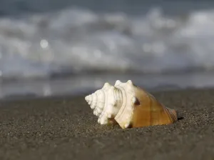 Bivalve Shells Prints: Shell