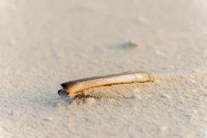 Bivalve Shell Images Prints: Shell on the beach