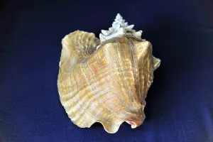 Wind Instrument Photography Prints: Shell, Conch shell, A brown shell with a coarse surface structure on a dark background