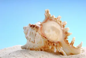 Underwater World Pictures Prints: Shell, Shell