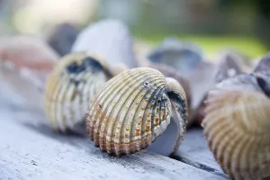No People Daytime Beach Scene Prints: Shells in detail