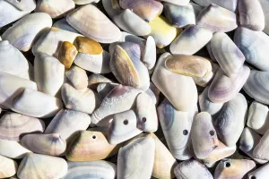 Empty Coastline Prints: Shells