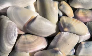 Daytime Beach Scene Prints: Shells
