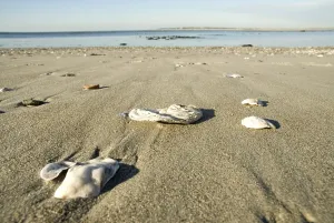 Beachfront In Europe Prints: Empty shells at the beach