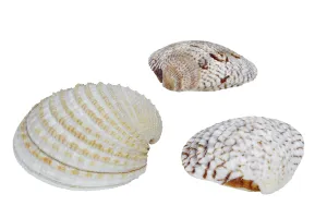 Bivalve Animal Images Prints: Shells on a white background