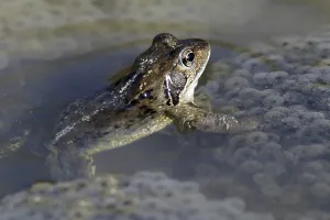Amphibian Courtship Display Prints: Spawning common toad (Bufo bufo)