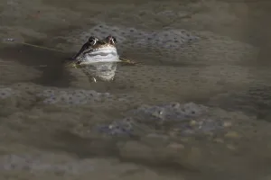 Bufo Bufo Reproduction Prints: Spawning common toad (Bufo bufo)