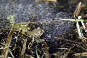 European Toad Mating Season Prints: Spawning lump with toad