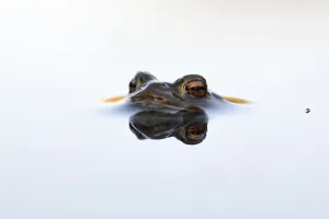 European Toad Mating Season Prints: In spring... Common toad (Bufo bufo)