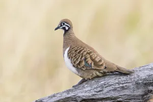 Wild Australian Birds Prints: Squatter Pigeon (Geophaps scripta scripta)