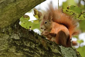 Animal Feeding Behavior Prints: Squirrel eats walnut