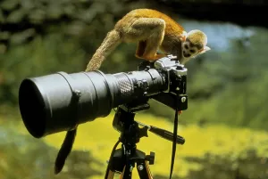 Common Squirrel Monkey Prints: Squirrel monkey, common squirrel monkey (Saimiri sciureus)