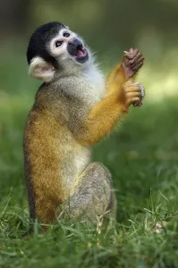 Wild Animal Nutrition Prints: Squirrel Monkey, common squirrel monkey (Saimiri sciureus)