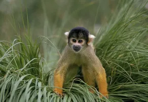 Empty Tropical Landscape Prints: Squirrel Monkey (saimiri sciureus)